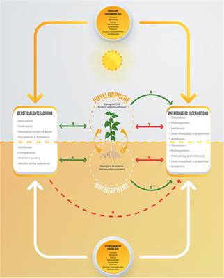 Rhizobium-Linked Nutritional and Phytochemical Changes Under Multitrophic Functional Contexts in Sustainable Food Systems